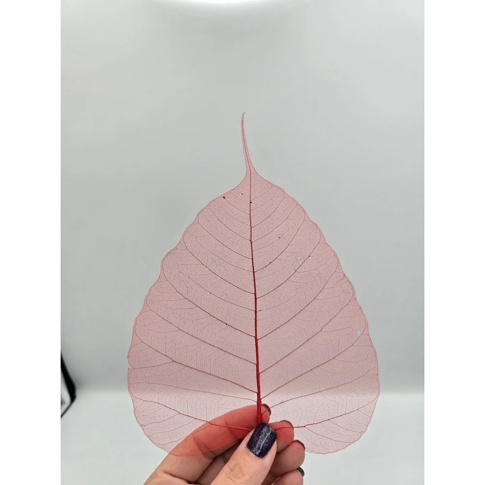 Skeleton Leaves Green Pink‎ Botanical Decor Crafting Floral Arrangements